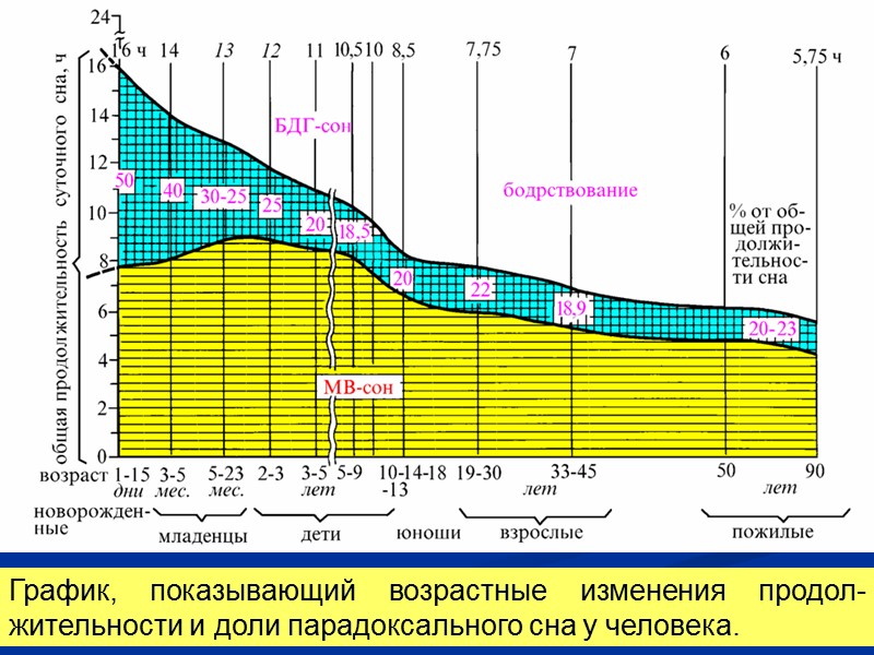График, показывающий возрастные изменения продол-жительности и доли парадоксального сна у человека.
